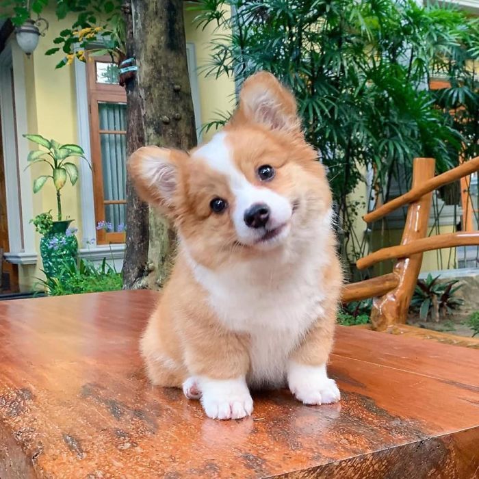 Dog