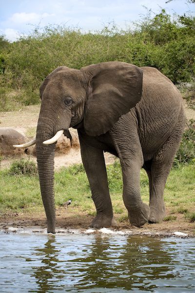 Elephant